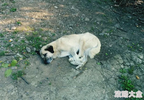 我的休闲时光，狗狗出游玩法详细介绍